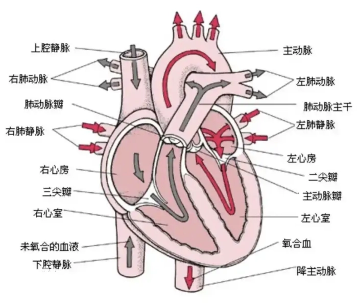 【健康科普】明明心电图正常，为什么还要做心脏彩超？